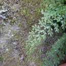 Image of limestone spleenwort