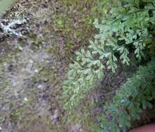 Image of limestone spleenwort