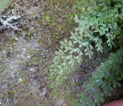 Image of limestone spleenwort