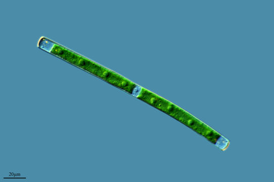 Image of <i>Gonatozygon kinahani</i>