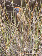 Image of Mallee Emu-wren