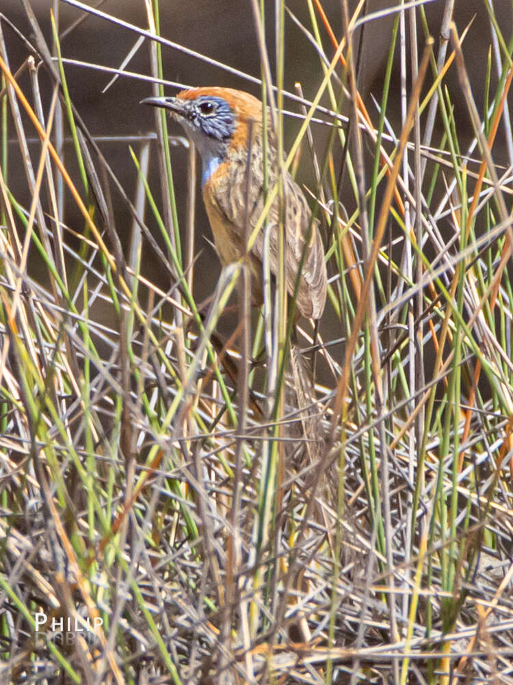 Imagem de Stipiturus mallee Campbell & AJ 1908