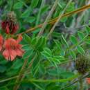 Indigofera capillaris Thunb. resmi