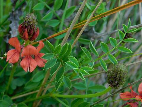 Plancia ëd Indigofera capillaris Thunb.