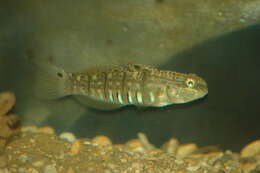 صورة Amblygobius semicinctus (Bennett 1833)