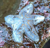 Image of Giant seastar