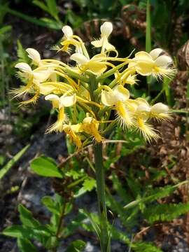 Image of fringed orchid