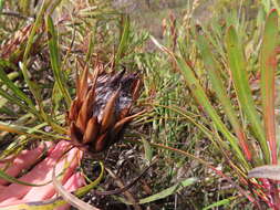 Imagem de Protea longifolia Andr.