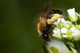 Image of Andrena bicolor Fabricius 1775