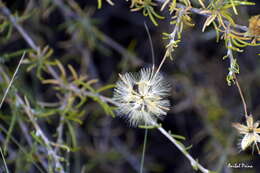 Image de Brachyclados lycioides D. Don