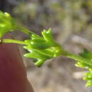 Image of Pelargonium fruticosum (Cav.) Willd.