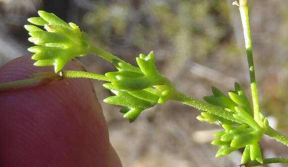 Pelargonium fruticosum (Cav.) Willd. resmi