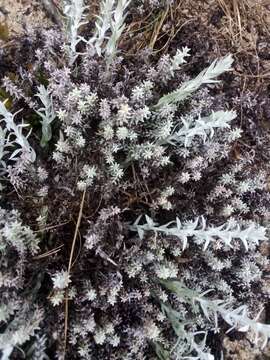 Слика од Lucilia acutifolia (Poir.) Cass.