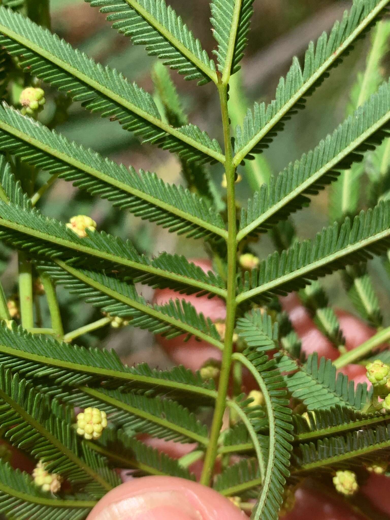 Image of Acacia storyi Tindale