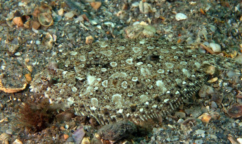 Image of Eyed Flounder