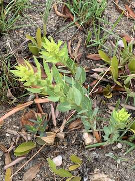 Image of Clutia monticola S. Moore