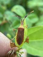 Image of Chondrocera laticornis Laporte 1832