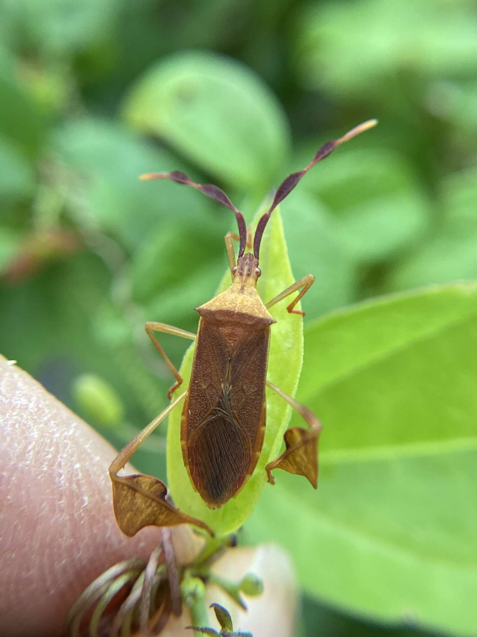 صورة Chondrocera laticornis Laporte 1832