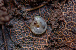 Image of milky crystal snail