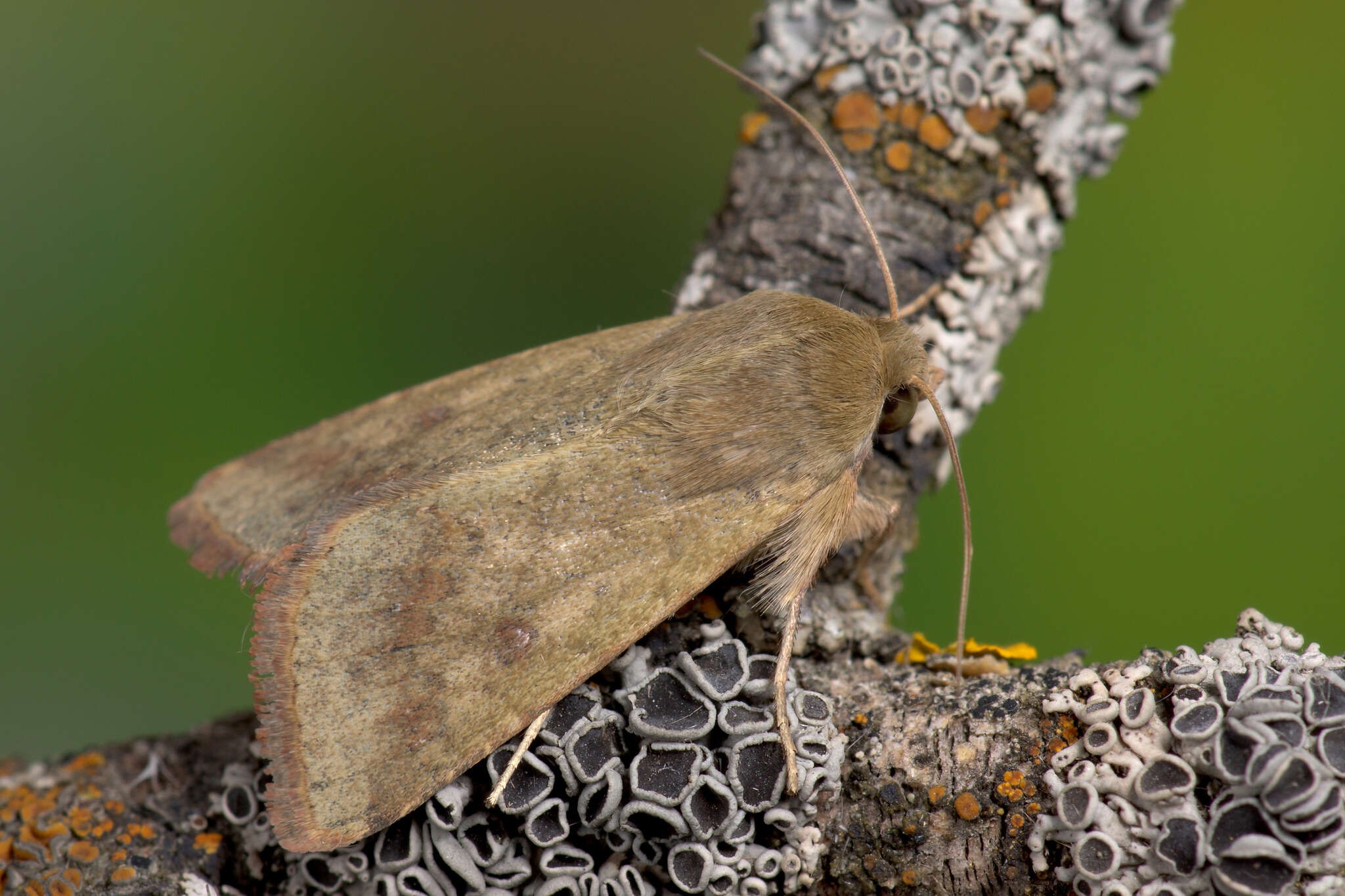 Image of cotton bollworm