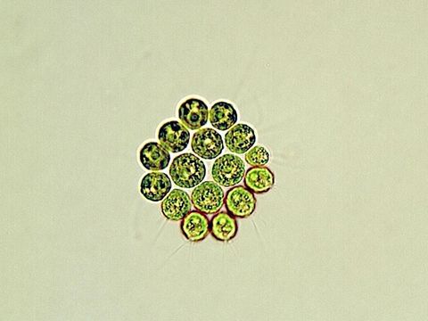 Image of <i>Gonium pectorale</i>
