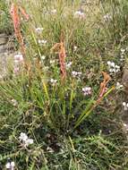 Imagem de Watsonia aletroides (Burm. fil.) Ker Gawl.