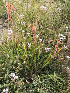 Image of Watsonia aletroides (Burm. fil.) Ker Gawl.