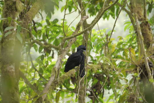 Image of umbrellabird