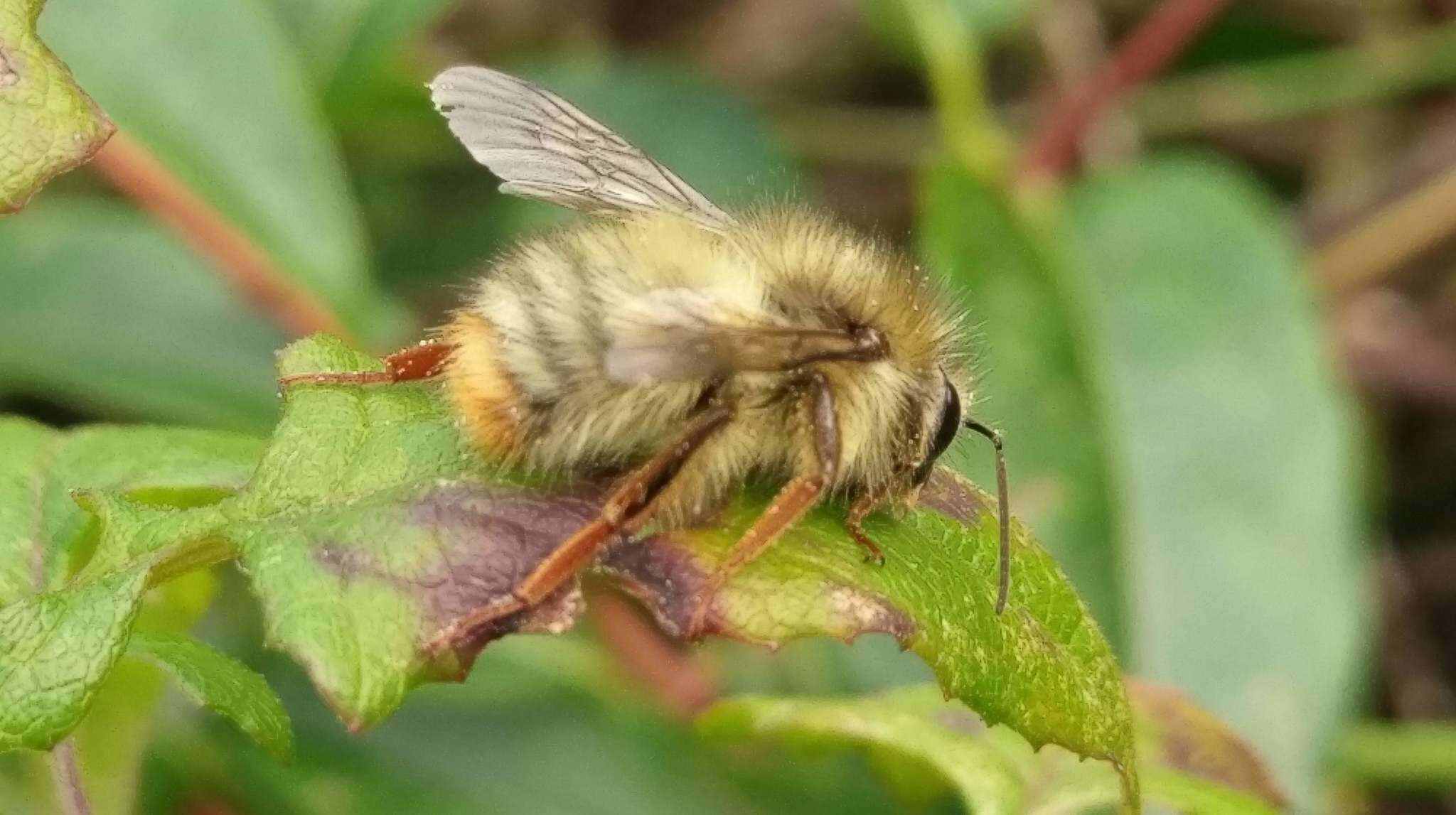 Plancia ëd Bombus sonani (Frison 1934)