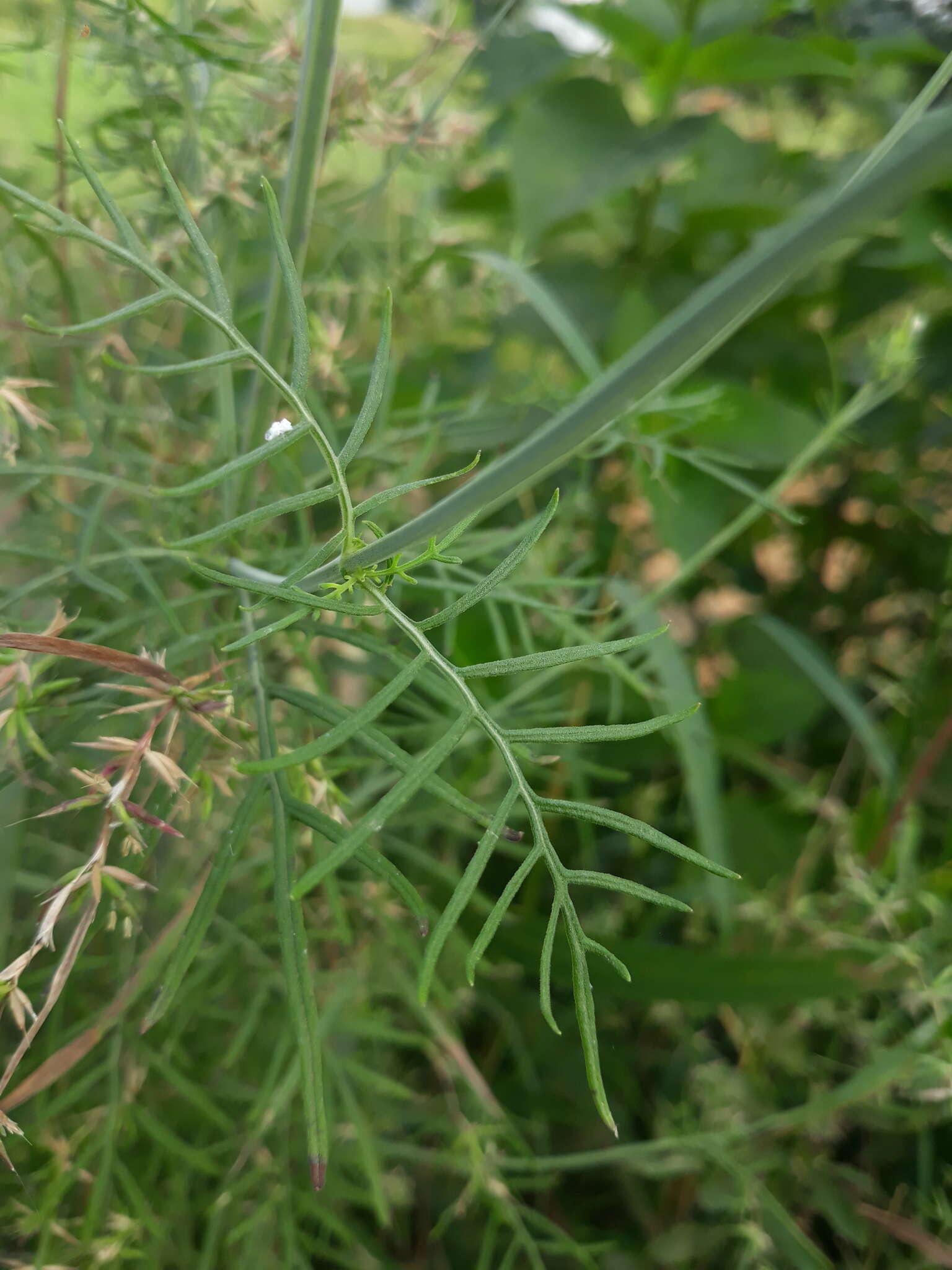 Image of Lavandula bipinnata (Roth) Kuntze