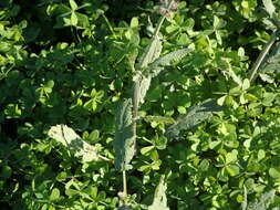 Image of verbena sage