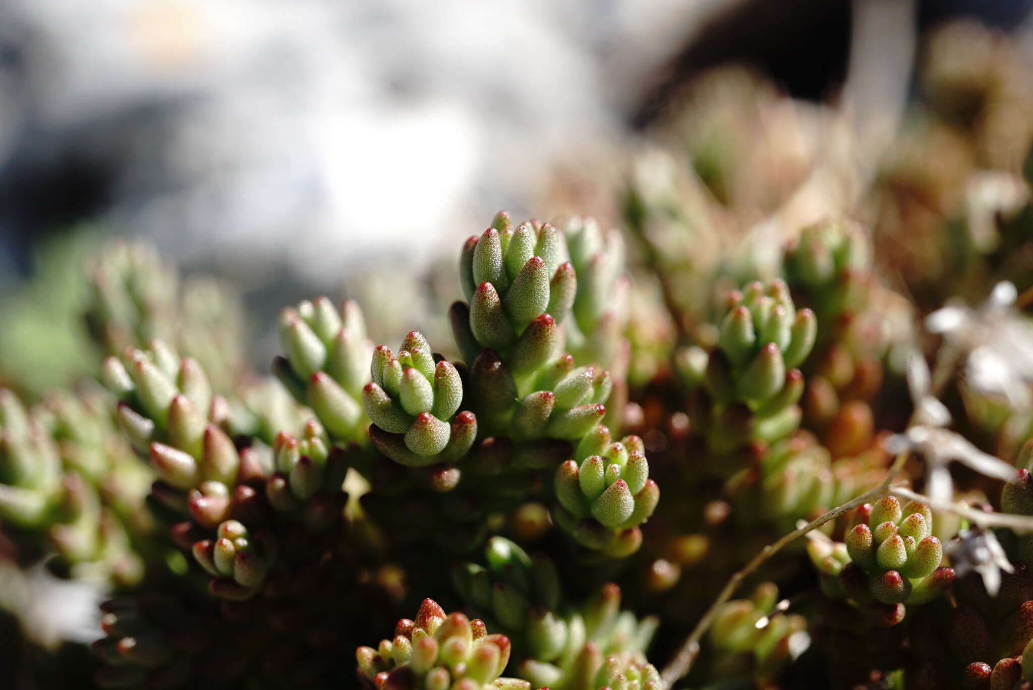 Image of Sedum urvillei DC.