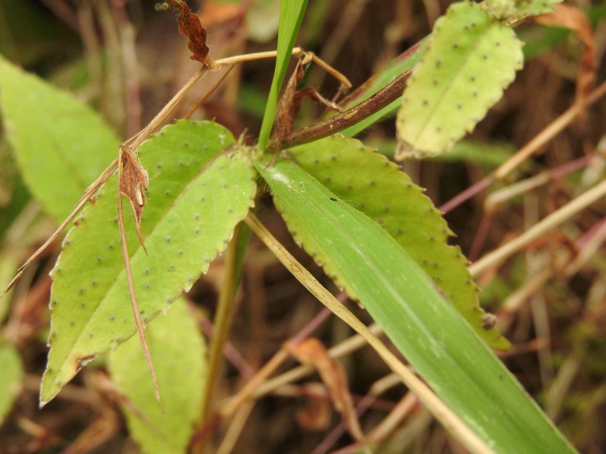 Image de Pseudogynoxys haenkei (DC.) Cabrera