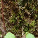 Image of Reinwardt's zygodon moss