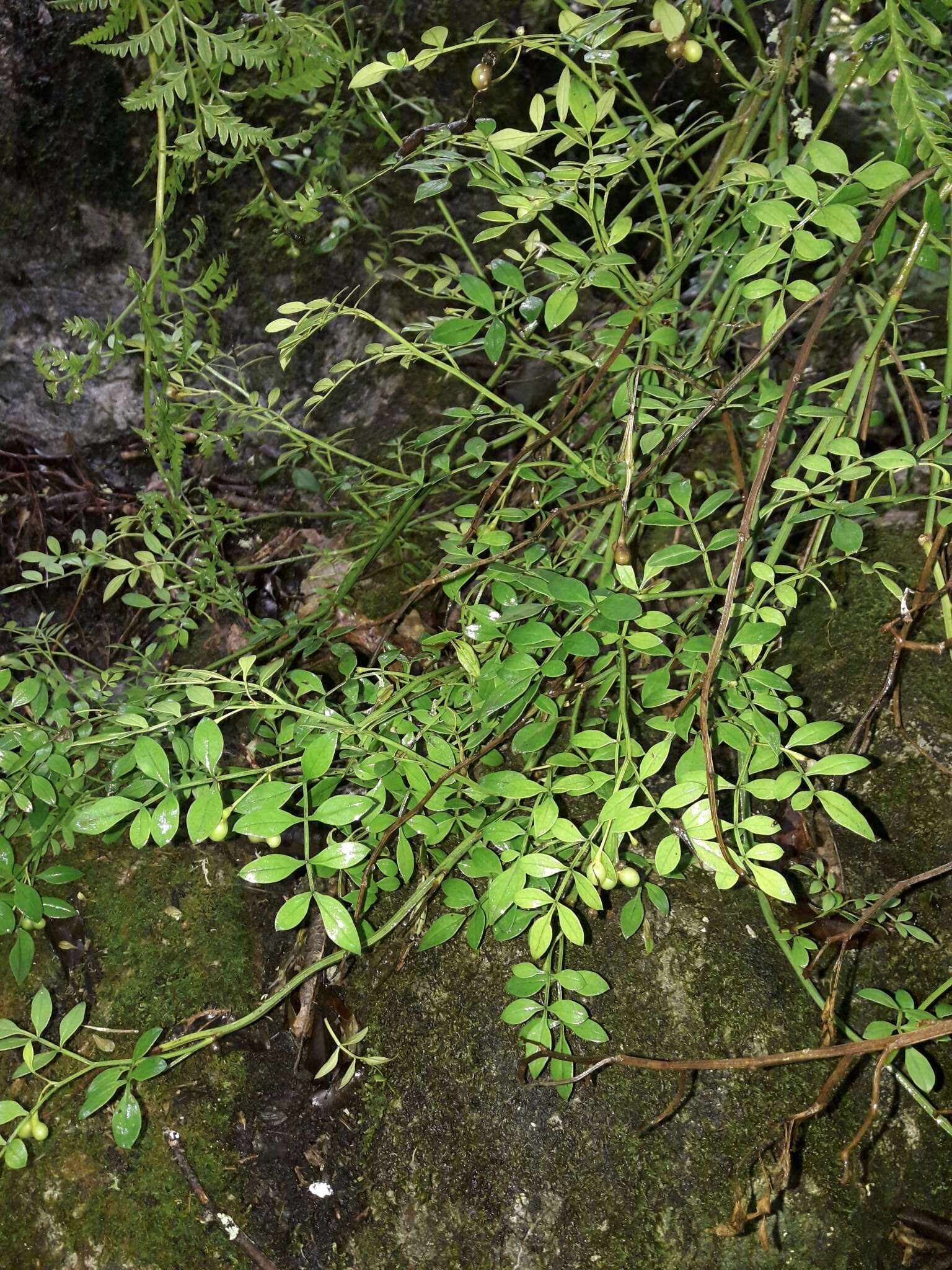 Image of Chrysojasminum humile (L.) Banfi