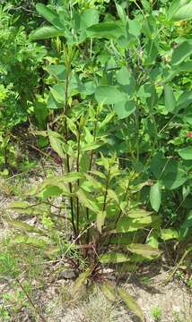 Image of Solidago pacifica Juz.