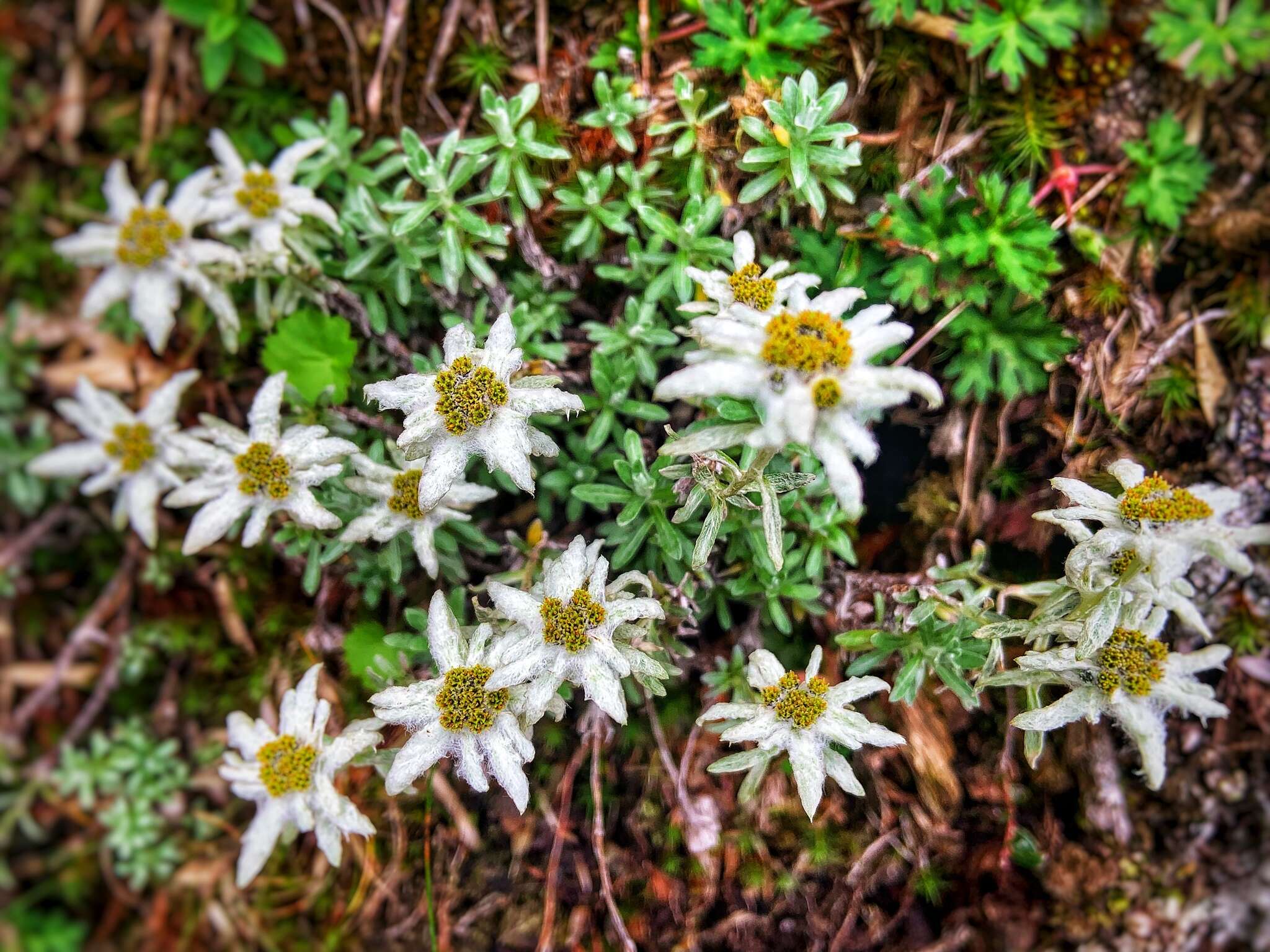 Image of Leontopodium microphyllum Hayata