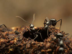 Image de Polyrhachis mucronata Smith 1859