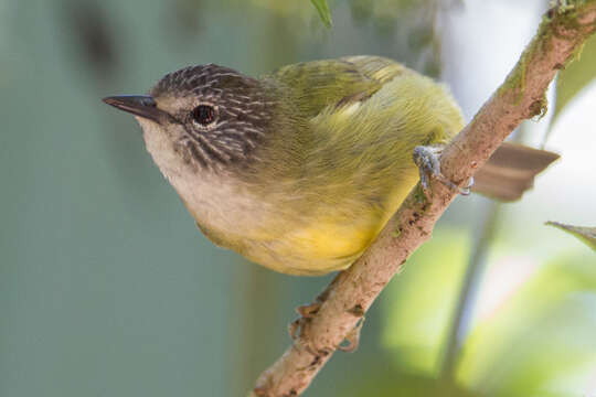 Image of Streak-headed White-eye