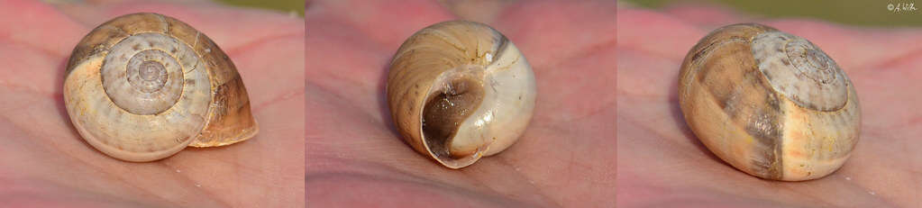 Image of Helicidae