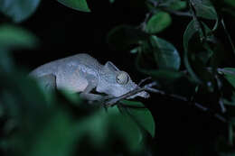 Image of Angel's Chameleon