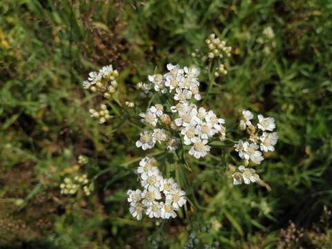 صورة Achillea salicifolia Bess.