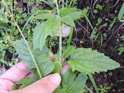 Scrophularia parviflora Wooton & Standley resmi