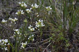 Image of Sandbergia