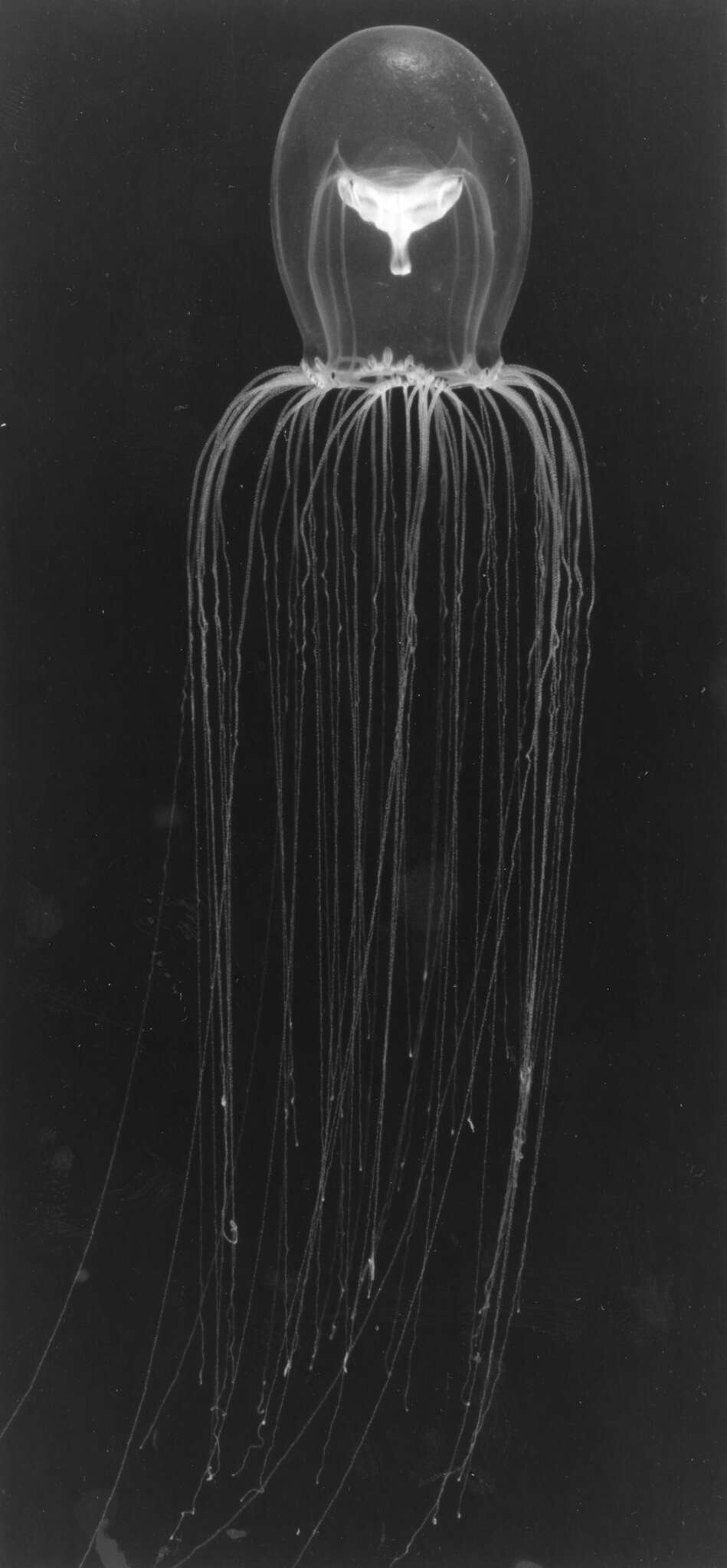Image of Halimedusa typus Bigelow 1916