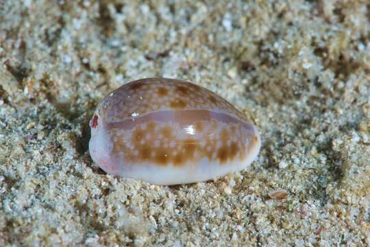 Image of Naria helvola hawaiiensis (Melvill 1888)