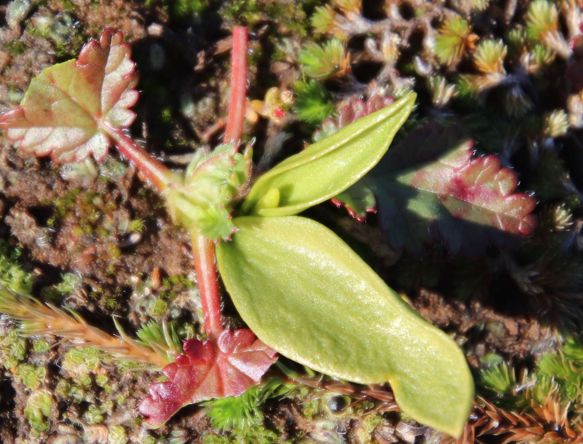 Image of California adderstongue