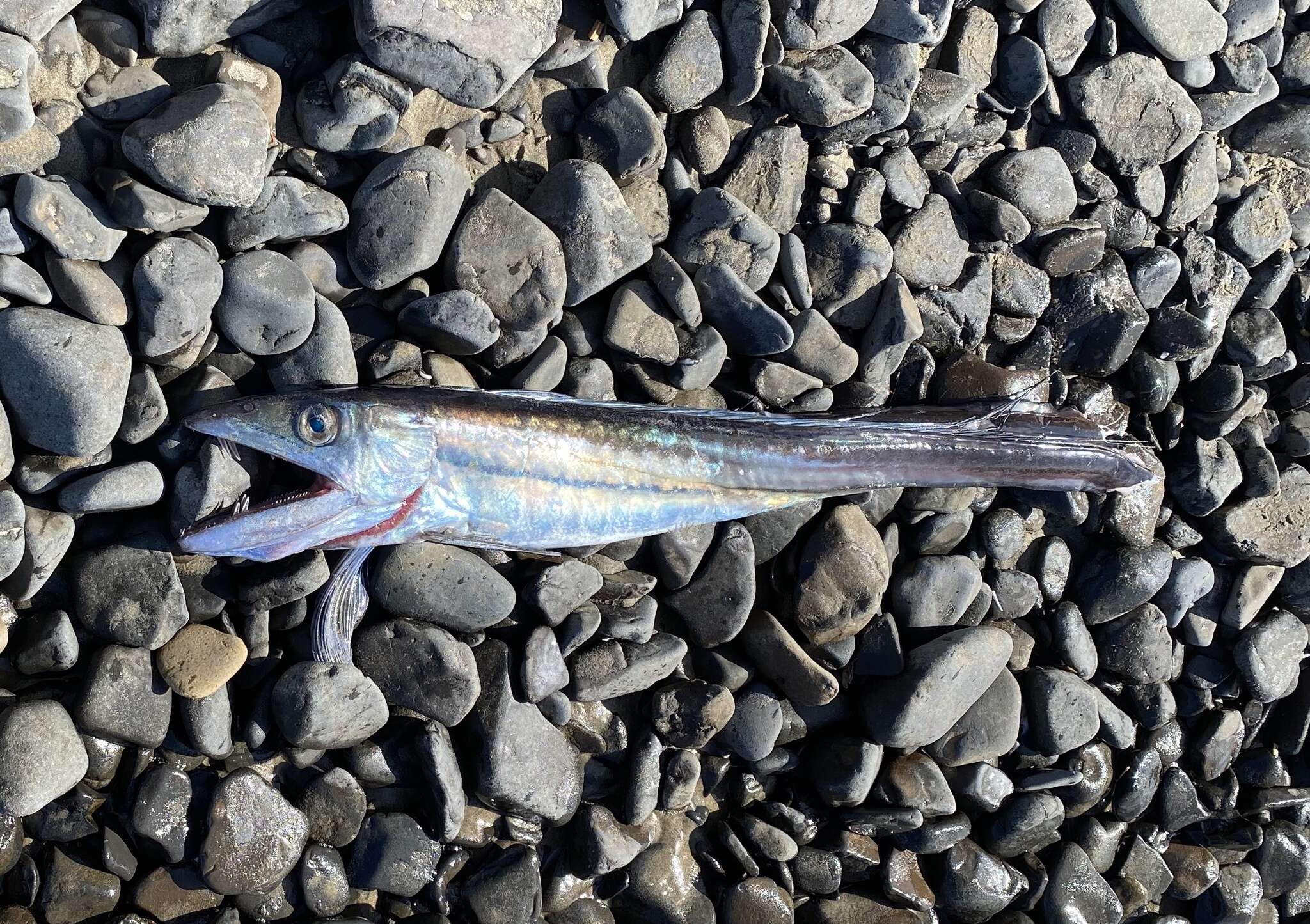 Image of lancetfishes