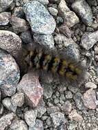 Image of Ross' Tussock Moth