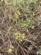 Image of Texas goldentop